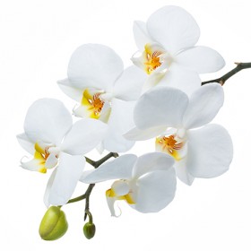 Стол обеденный Танго белый/Орхидея в Дивногорске - divnogorsk.katalogmebeli.com | фото 3